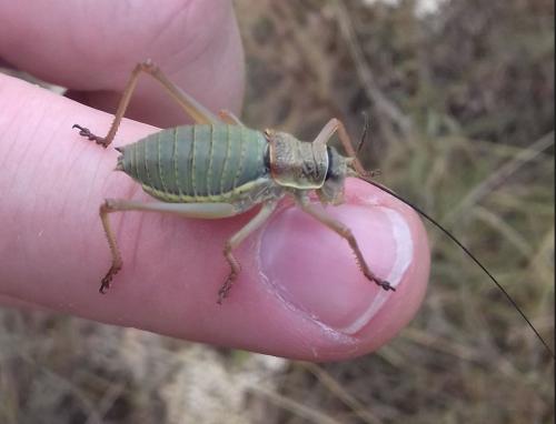 Ephippiger diurnus diurnus